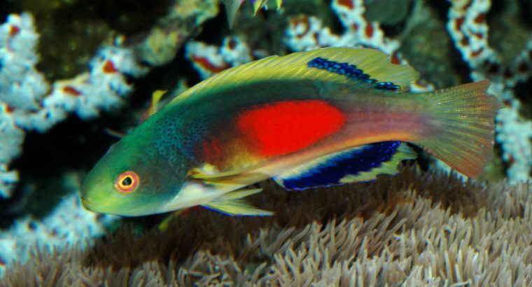 Scott’s Multicolor Wrasse