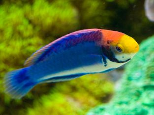 Painted Fairy Wrasse