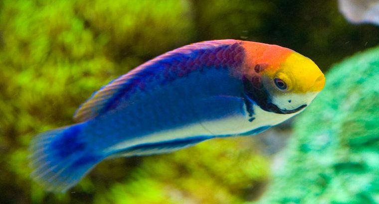 Painted Fairy Wrasse