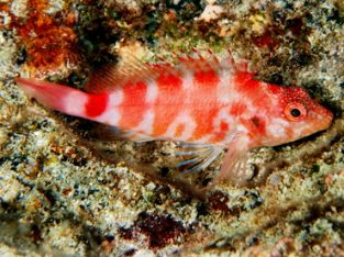 Blood Red Hawkfish