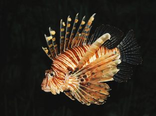 Volitan Lionfish Colored Lionfish