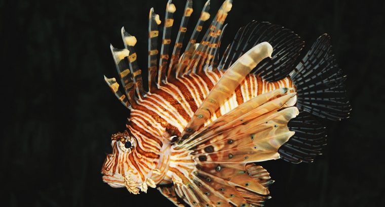 Volitan Lionfish Colored Lionfish