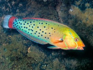 Formosa Wrasse (Adult)