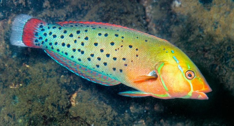 Formosa Wrasse (Adult)