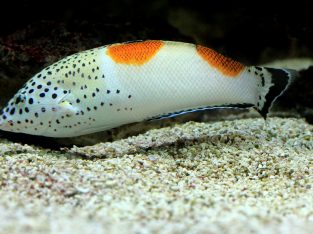 Twin Spot Coris Wrasse (Juv)