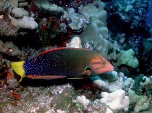 Red Coris Wrasse (Adult)