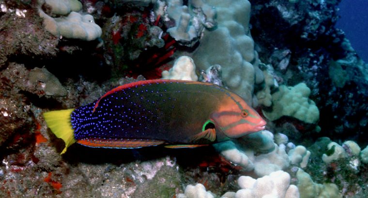 Red Coris Wrasse (Adult)