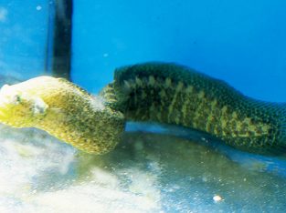 Wolf Eel