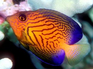 Chevron Tang