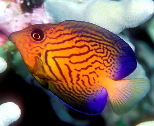 Chevron Tang