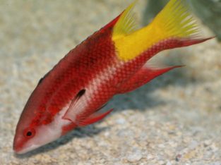 Cuban Hogfish