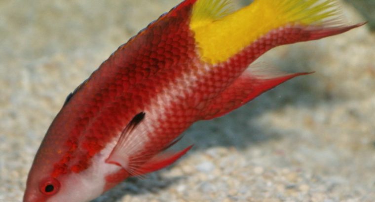 Cuban Hogfish