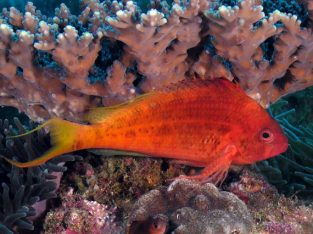 Red Hawkfish