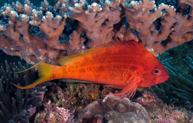Red Hawkfish