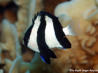 3-Stripe Damsel