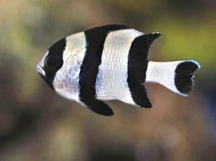 4-Stripe Damsel