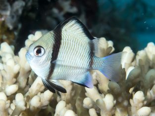 2-Stripe Damsel