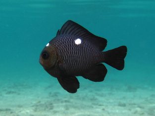 3-Spot Domino Damsel