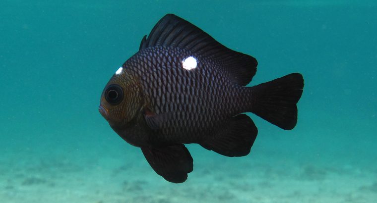 3-Spot Domino Damsel