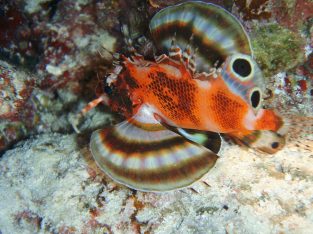 Fu Manchu Lionfish