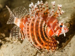 Fuzzy Dwarf Lionfish