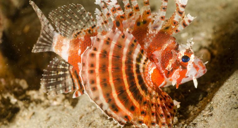 Fuzzy Dwarf Lionfish