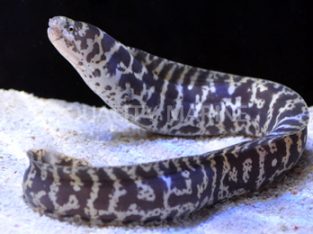 Chainlink Eel