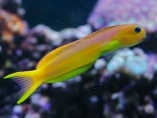 Midas Blenny