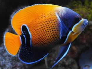 Majestic Angelfish