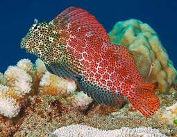 Leopard Blenny