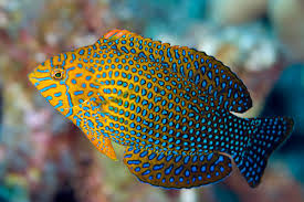 Potter’s Wrasse