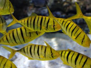 Golden Trevally