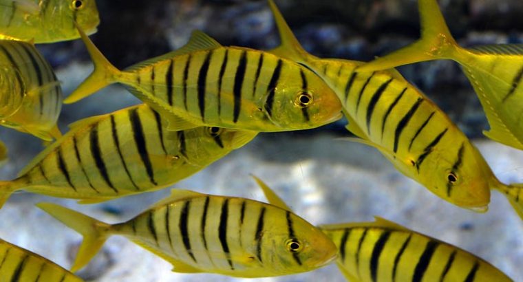 Golden Trevally