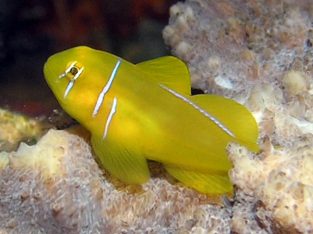 Citron Clown Goby