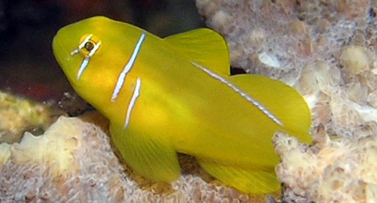 Citron Clown Goby