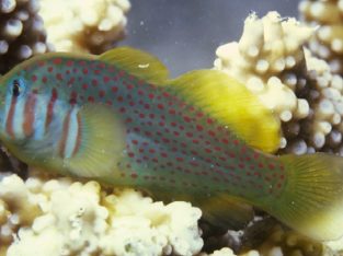 Clown Goby (Assorted)