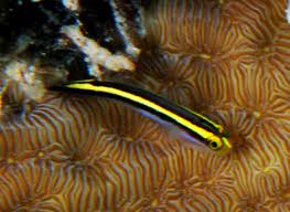 Gold Neon Goby