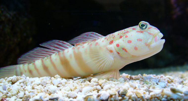 Spotted Watchman Goby
