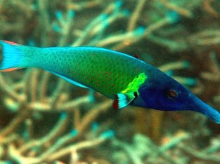 Green Bird Wrasse (Male)