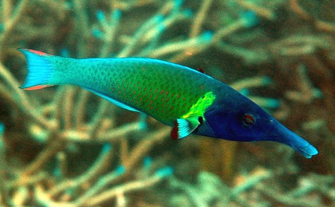 Green Bird Wrasse (Male)