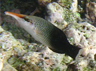 Brown Bird Wrasse