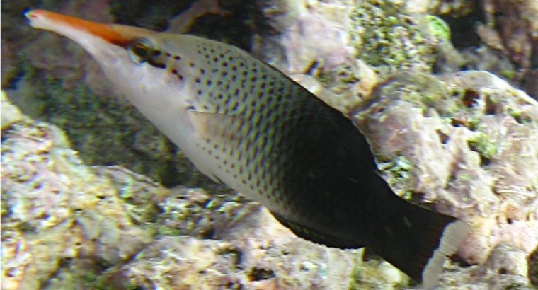 Brown Bird Wrasse