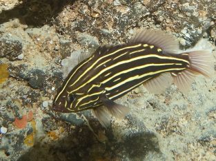 Golden Stripe Soapfish Grouper