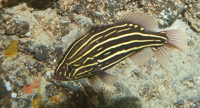 Golden Stripe Soapfish Grouper
