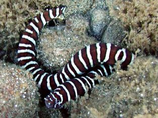 Zebra Moray Eel