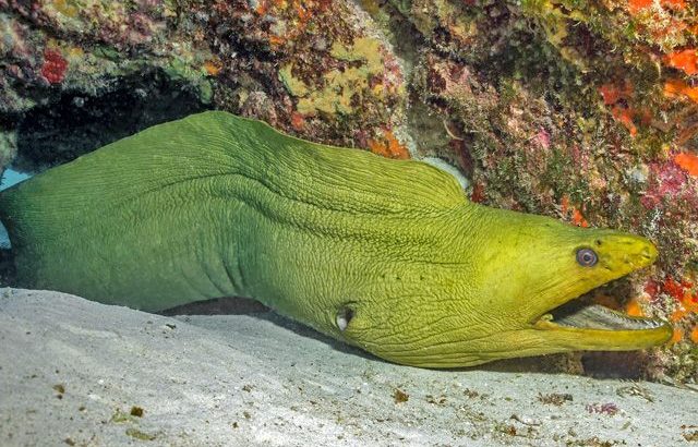 Green Eel