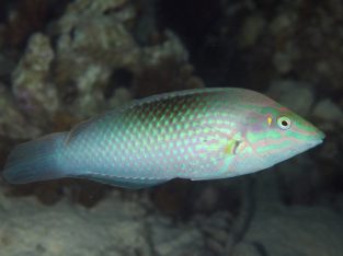 Green Wrasse