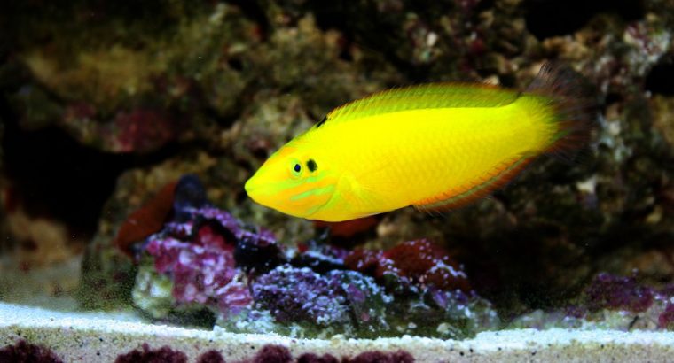 Golden Coris Wrasse