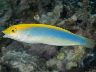 Lightning Wrasse