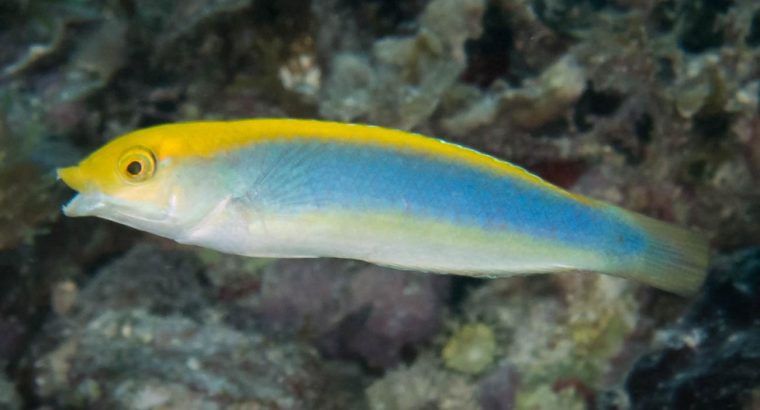 Lightning Wrasse